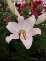 [4275 Oder Mak No02.JPG]